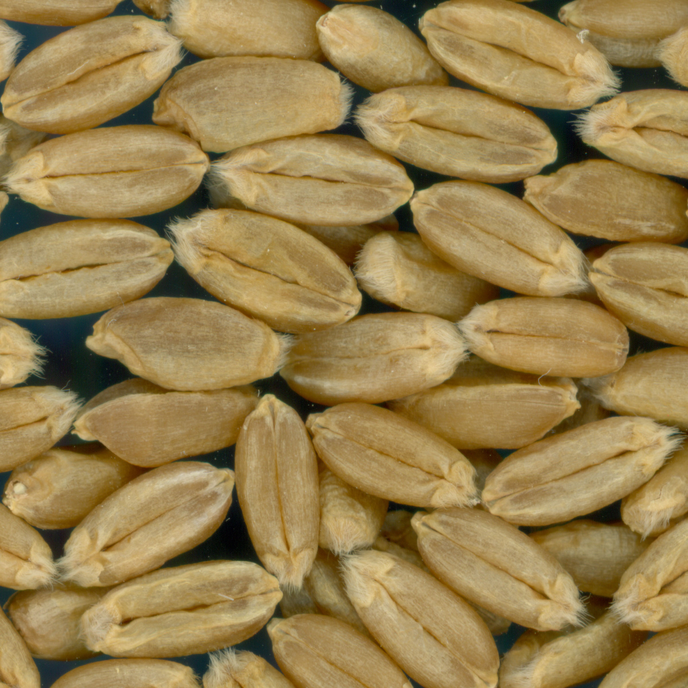 KERNELS
